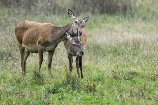 Malamute and calf of red deer ( Cervus elaphus) Klamptenborg, Copenhagen, Denmark