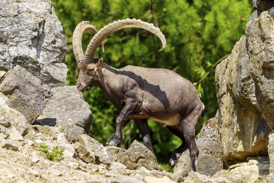 An ibex stands between rocky structures in a green setting, its impressive horns sticking out attentively, Alpine ibex, (Capra ibex), Germany
