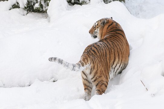 Siberian tiger (Panthera tigris altaica) standing in the snow, captive, Germany