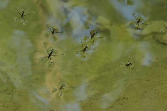 Several water striders (cursor aquaticus) glide over a green, calm water surface and create reflections, waterfalls, ponds, Polylimnio, Peloponnese, Greece