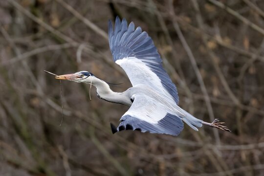 Grey heron (Ardea cinerea) flying with nesting material, wildlife, Germany