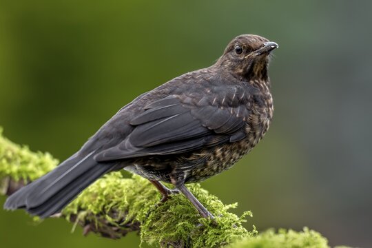 The fledged young birds of the blackbird (Turdus merula) have bright spots on their back feathers, very young birds also have a speckled breast, like this one, garden bird, sweet, cute, animal children, June, Germany