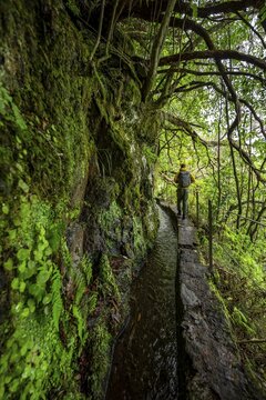 Hikers on a narrow path along a levada, in dense forest, Levada do Caldeir&atilde;o Verde, Parque Florestal das Queimadas, Madeira, Portugal