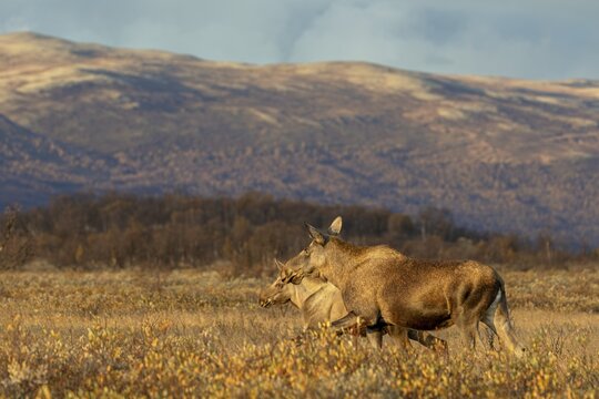 The moose calf (Alces alces) observes and registers every change in its mother's behaviour and direction, the look gives it away, moose rut, rutting season, autumn, Ruska, September, Norway