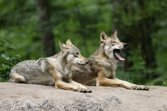 European gray wolf (Canis lupus), adults lying on a hill, captive