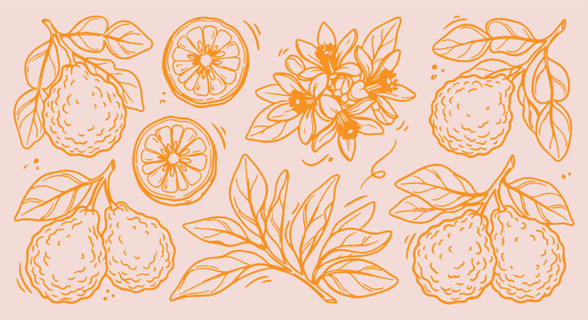 hand drawn citrus slice seamless pattern, vintage orange lemon vector illustration, yellow citrus line art background, lemon slice sketch fabric print, citrus flower wallpaper design pattern, hand dra