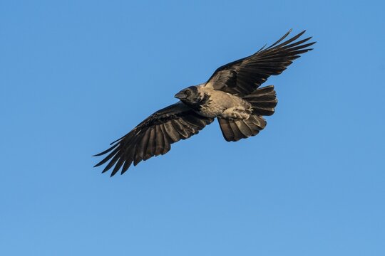 Hooded Crow (corvus corone corone) in flight, Feldberg Lakeland, Mecklenburg-Western Pomerania, Germany