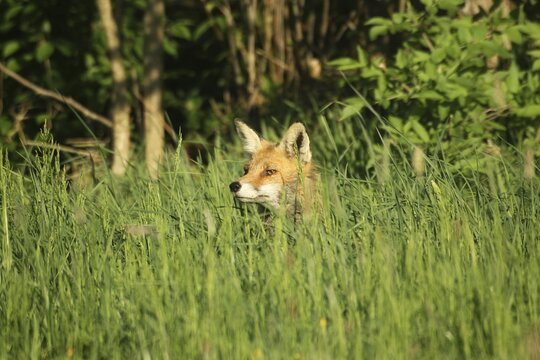 Bobcat (Vulpes vulpes) observing roe deer (Capreolus capreolus) in tall grass, Allg&auml;u, Bavaria, Germany, Allg&auml;u, Bavaria, Germany