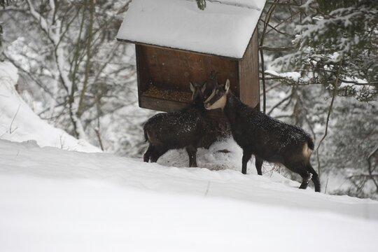 Chamois (Rupicapra rupicapra) or chamois, goat with fawn feeding in the mountains, Kalkalpen National Park, Upper Austrian Prealps, Austria, Upper Austrian Prealps, Austria