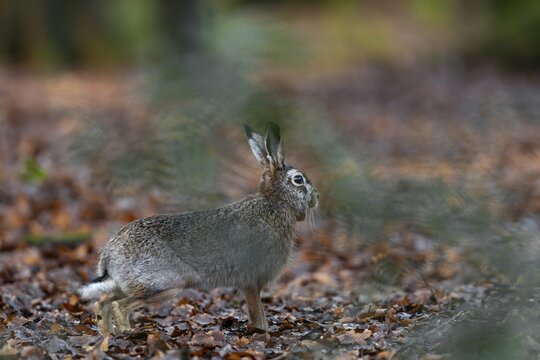 A hare (Lepus europaeus) suddenly appears in front of my hiding place, a healed injury on the throat is conspicuous, wood hare, Germany