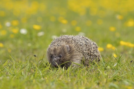 European hedgehog (Erinaceus europaeus) adult walking in a Spring meadow with flowering Buttercups, Suffolk, England, United Kingdom