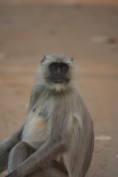 Gray langur (Semnopithecus entellus) monkey adult animal portrait, Bandhavgarh, Madhya Pradesh, India
