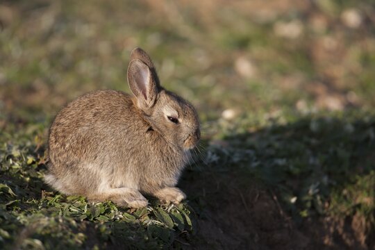 Rabbit (Oryctolagus cuniculus) juvenile baby bunny wild mammal resting by its burrow in the countryside in spring, England, United Kingdom