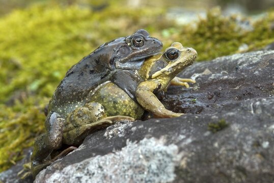 Mating European Common Frogs (Rana temporaria), Kurzer Grund, Kelchsau, Tyrol, Austria, Europe