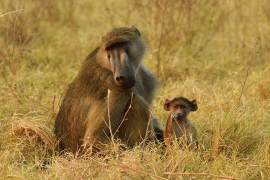 Chacma baboon (Papio ursinus), mother and young animal sitting in the grass, Chobe National Park, Botswana