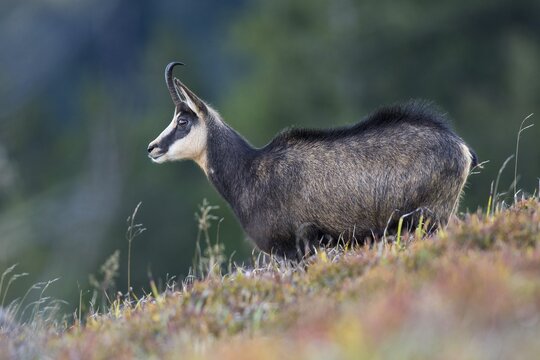 Chamois (Rupicapra rupicapra) in mountain meadow, Vosges, Hohneck, France