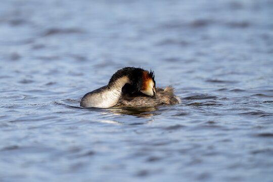 Great crested grebe (Podiceps scalloped ribbonfish), during plumage care, Vulkaneifel, Rhineland-Palatinate, Germany