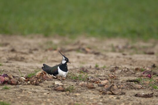 Northern lapwing (Vanellus vanellus) adult wading bird sitting on a nest in an arable field in spring, Suffolk, England, United Kingdom