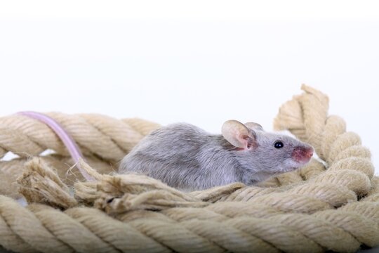 Fancy Mouse, a domesticated form of the House Mouse (Mus musculus)