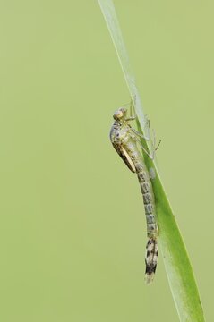 Willow Emerald Damselfly (Chalcolestes viridis) hatching, hatching, larva, dragonfly larva, North Rhine-Westphalia, Germany