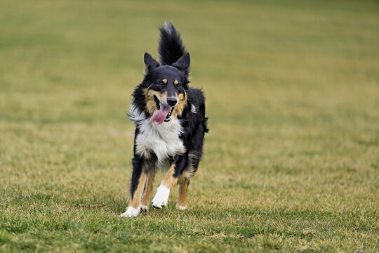 Mixed breed dog between Border Collie and Australian Shepherd jumps across meadow, Switzerland