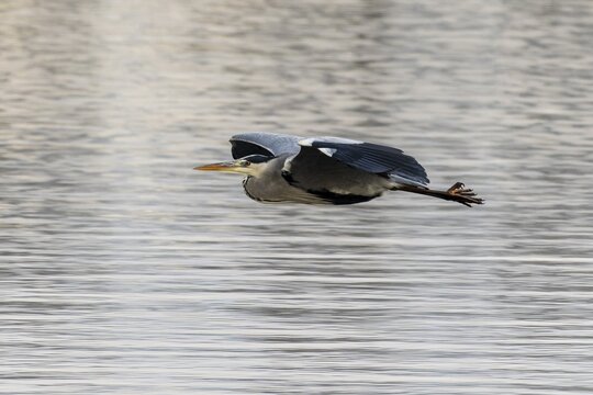 A heron flies over the water in a cloudy weather atmosphere, grey heron, (Ardea cinerea), wildlife, Germany