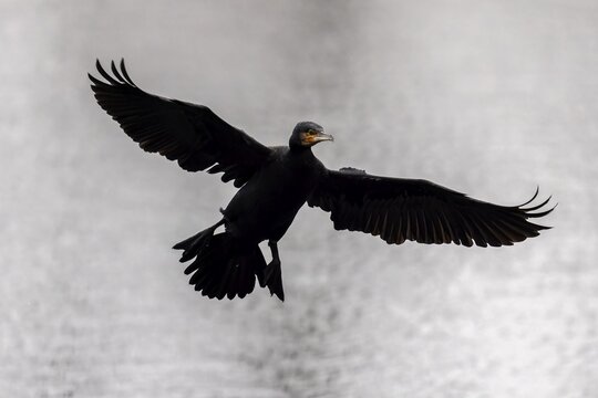 A cormorant hovers with outstretched wings above the water surface, Cormorant, (Phalacrocorax carbo), wildlife, Germany