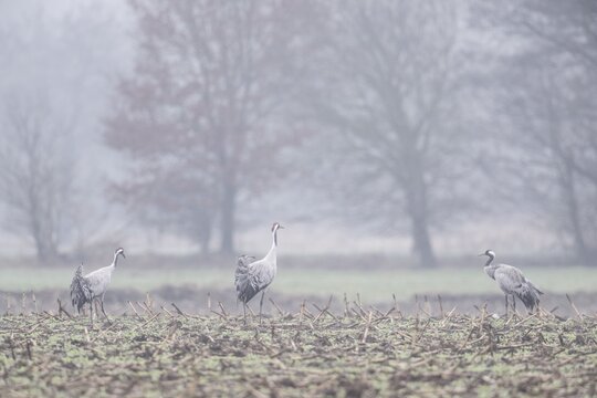 Cranes (Grus grus), Fischerhuder W&uuml;mmeniederung, Lower Saxony, Germany