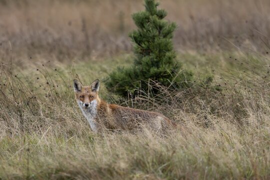 A noise in the meadow makes the red fox (Vulpes vulpes) pause attentively, hunting, attracting, rainy, October, Denmark
