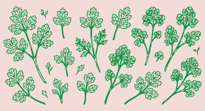 hand drawn parsley seamless pattern, vintage cilantro herb vector illustration, green parsley foliage line art background, herbal leaf sketch fabric print design, fresh cilantro wallpaper pattern desi
