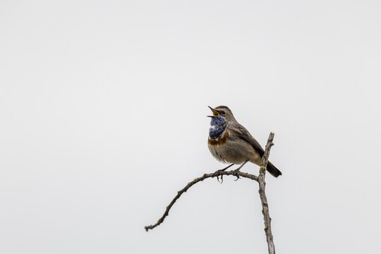 Bluethroat (Luscinia svecica) singing on a branch, wildlife, Germany