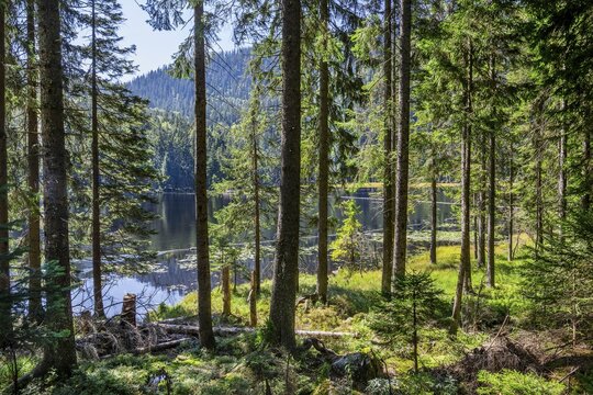 Nature reserve Gro&szlig;er Arbersee with lake wall 1340m, Bayerisch-Eisenstein, Karsee, Bavarian Forest, Lower Bavaria, Bavaria, Germany