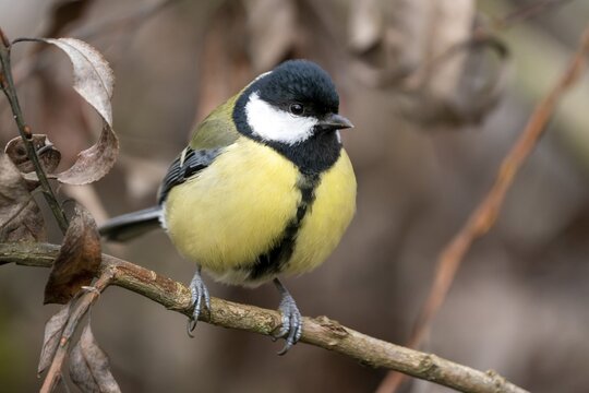 Great tit (Parus major) sitting on a branch in winter, Germany