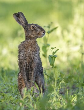 European hare (Lepus europaeus) with wet fur standing in a field, wildlife, Thuringia, Germany