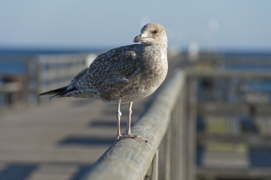 Herring Gull (Larus argentatus), juvenile, perched on the railing of Prerow Pier, Mecklenburg-Western Pomerania, Germany