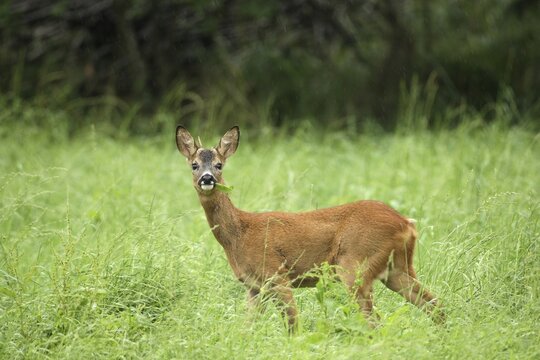 European roe deer (Capreolus capreolus) young, abnormal buck stands in the meadow, Allg&auml;u, Bavaria, Germany