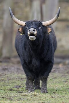 Domestic cattle (Bos primigenius), Ur in a meadow, captive