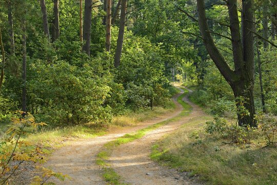 Sandy forest path meanders through typical northern German pine forest, Mecklenburg-Western Pomerania, Germany