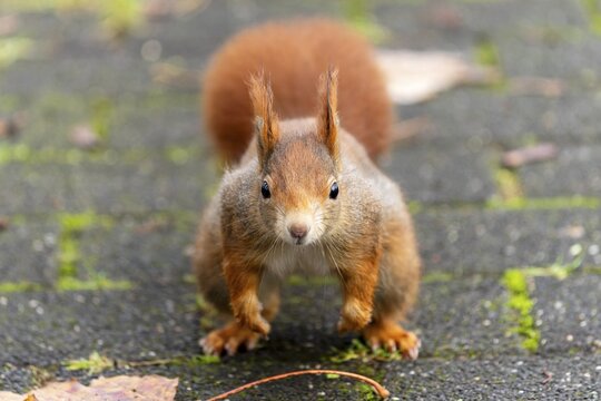 Eurasian red squirrel (Sciurus vulgaris) jumping, wildlife, Germany