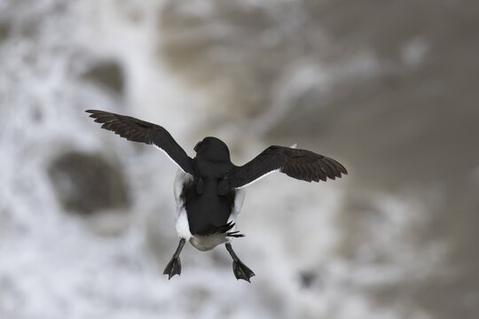 Razorbill (Alca torda) adult seabird bird in flight in summer, RSPB Bempton cliffs nature reserve, Yorkshire, England, United Kingdom