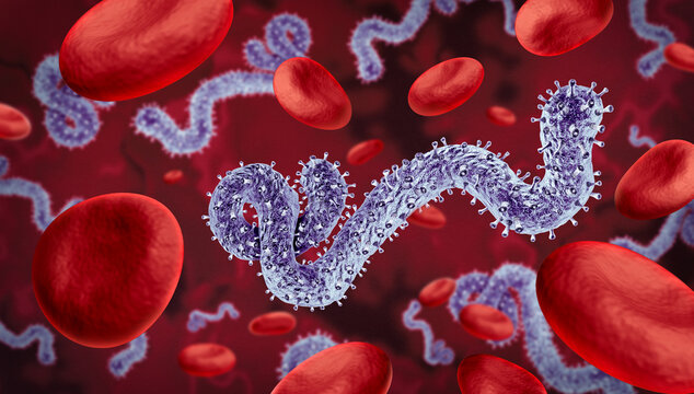 Bundibugyo Virus Outbreak as an ebola virus is a strain that causes severe viral hemorrhagic fever with symptoms including fever bleeding organ damage and potentially fatal illness.