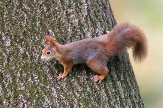 A squirrel moves sideways along the trunk in warm light, squirrel (Sciurus vulgaris), wildlife, Germany