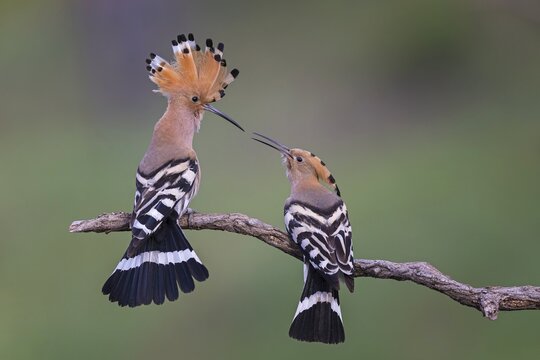 Hoopoe (Upupa epops) Bird of the Year 2022, feeding, courtship feeding, pair, male and female in courtship, erected bonnet, golden hour, backlight, sunlight, pair formation, rising sun, breeding den, approach, Middle Elbe Biosphere Reserve, Saxony-Anhalt, Germany
