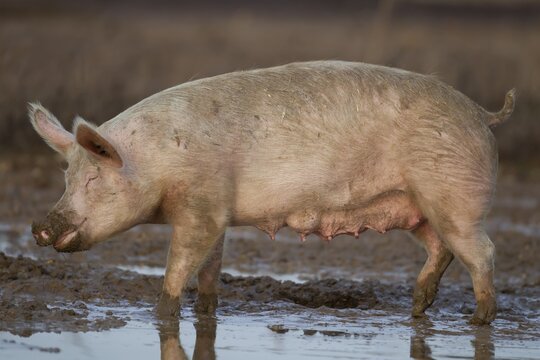 Domestic pig (Sus scrofa domesticus) adult farm animal standing in mud in a field, England, United Kingdom