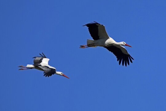 Two storks flying dynamically at different heights in the sky, white stork (Ciconia ciconia), wildlife, Germany