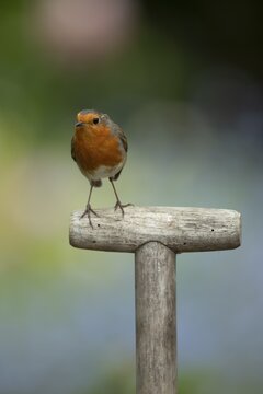 European Robin (Erithacus rubecula) adult garden bird on a fork handle in spring, England, United Kingdom