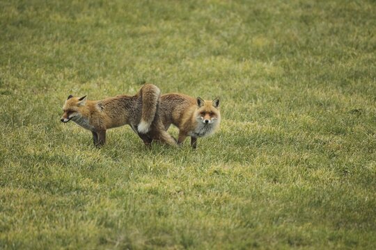 Fox (Vulpes vulpes) Ranz on the meadow, Allg&auml;u, Bavaria, Germany, Allg&auml;u, Bavaria, Germany