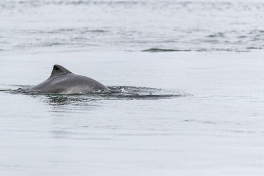Common porpoise (Phocoena phocoena) hunting for herrings in the Baltic Sea, dorsal fin, Denmark
