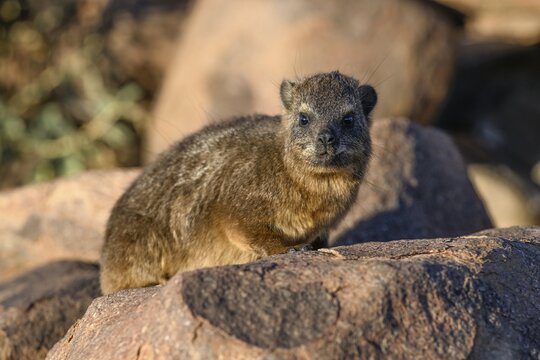 Klippschliefers (Procavia capensis), desert dormice or Klippdachs in the quiver tree forest near Keetmanshoop, Karas Region, Namibia