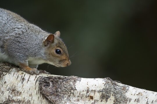 Grey squirrel (Sciurus carolinensis) adult animal standing on a Silver birch tree log, Wales, United Kingdom